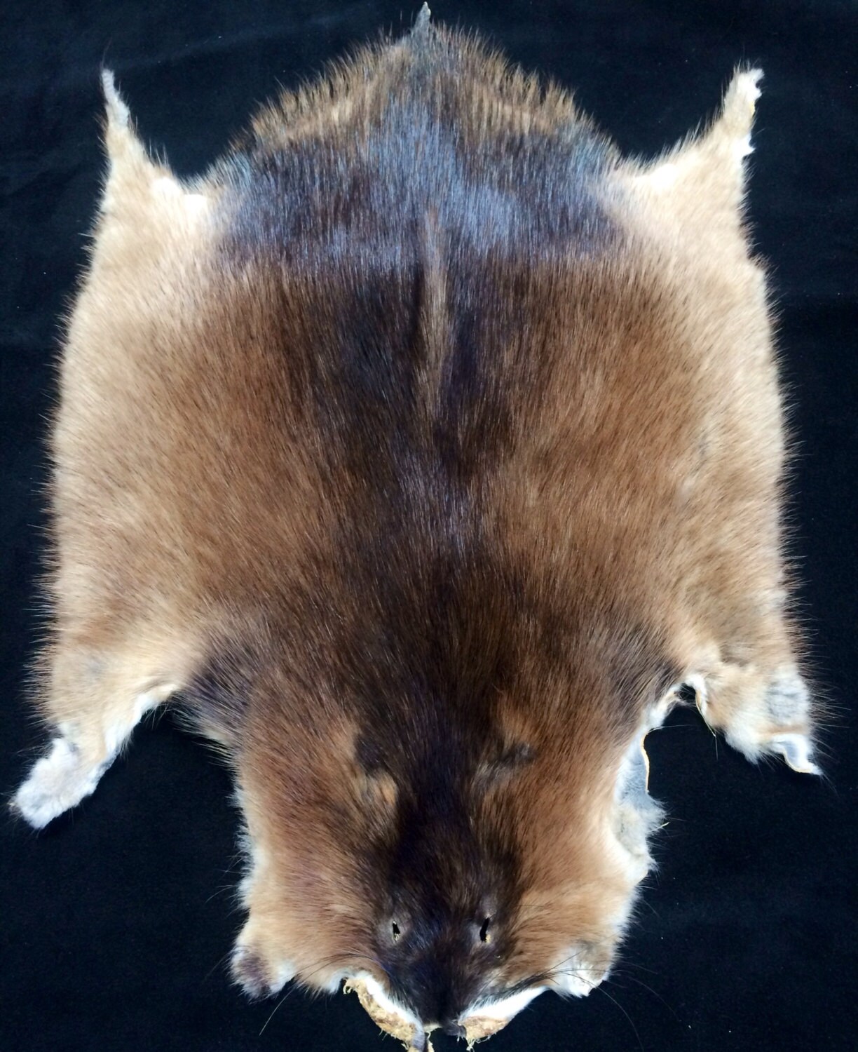 Muskrat Pelt Etsy Canada