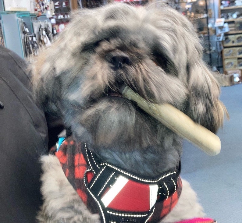 May include: A fluffy gray and white dog with long fur holding a light-colored chew bone in its mouth. The dog is wearing a black and red plaid harness featuring reflective white strips and black adjustable straps across its chest and shoulders.