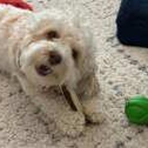 May include: A cream-colored dog with curly fur lying down while chewing on a brown stick. The dog has dark eyes and a dark nose. A small, bright green textured ball is positioned on the floor near the dog's front paws.