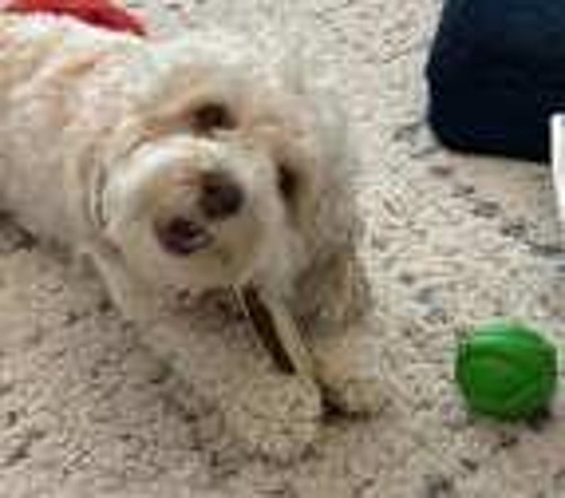May include: A cream-colored dog with curly fur lying down while chewing on a brown stick. The dog has dark eyes and a dark nose. A small, bright green textured ball is positioned on the floor near the dog's front paws.