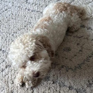 May include: A small dog with curly white and light tan fur lying down. The dog has a fluffy coat, floppy ears, and a dark nose. It is positioned in a relaxed posture, showing its soft, textured fur and light-colored features in a clear view.