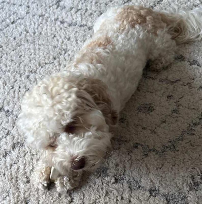 May include: A small dog with curly white and light tan fur lying down. The dog has a fluffy coat, floppy ears, and a dark nose. It is positioned in a relaxed posture, showing its soft, textured fur and light-colored features in a clear view.