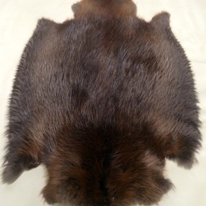 Beaver Pelt, Natural Medium Size image 1