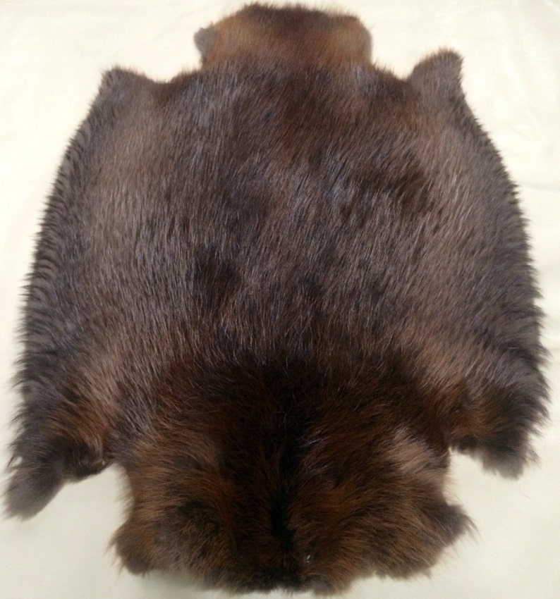 Beaver Pelt, Natural Medium Size 画像 1