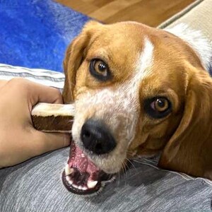 May include: A brown and white dog with floppy ears and a white blaze on its forehead, chewing on a rectangular brown and white treat. The dog has dark eyes, a black nose, and a speckled muzzle, with its mouth slightly open showing teeth.