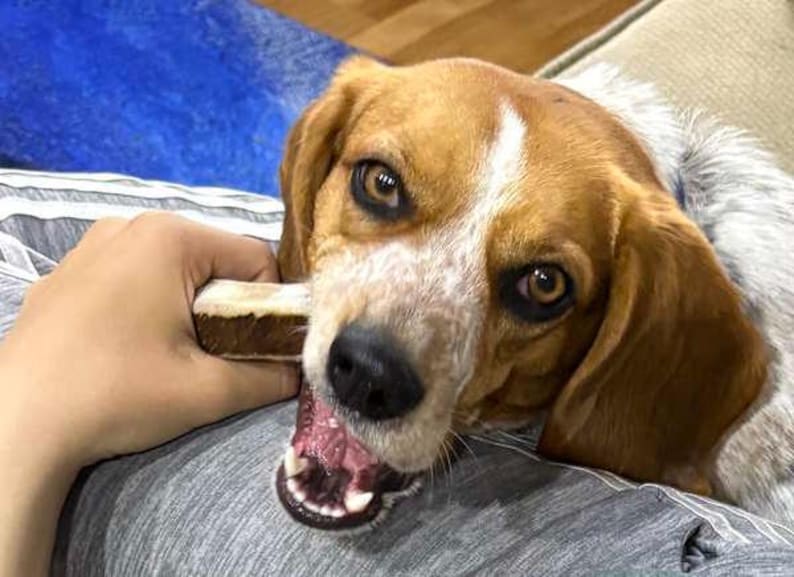 May include: A brown and white dog with floppy ears and a white blaze on its forehead, chewing on a rectangular brown and white treat. The dog has dark eyes, a black nose, and a speckled muzzle, with its mouth slightly open showing teeth.