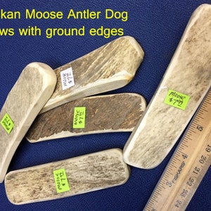 Moose Antler Dog Chew