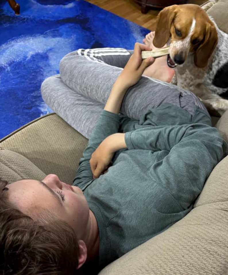 May include: A beagle dog with brown and white fur chews on a light-colored bone held by a hand. The dog has long ears and a spotted coat, while the bone is rectangular and smooth. The scene captures the interaction between the dog and the treat.