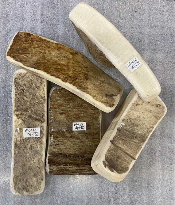 Moose antler chews cheap