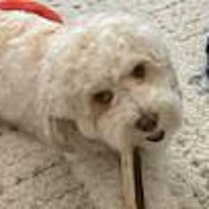 May include: A small, cream-colored dog with curly fur and dark eyes, looking directly forward. The dog has a light-colored nose and is holding a thin, dark brown stick-like object in its mouth while resting on a textured, off-white surface.