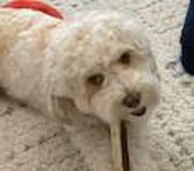 May include: A small, cream-colored dog with curly fur and dark eyes, looking directly forward. The dog has a light-colored nose and is holding a thin, dark brown stick-like object in its mouth while resting on a textured, off-white surface.