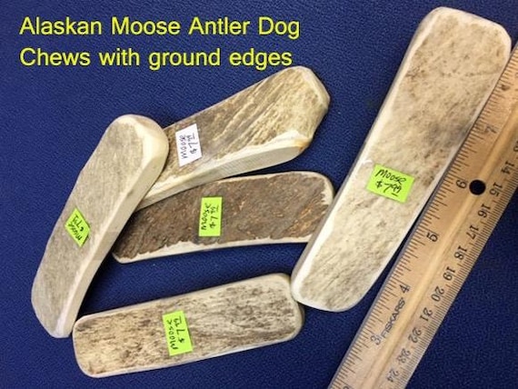 Moose Antler Dog Chew