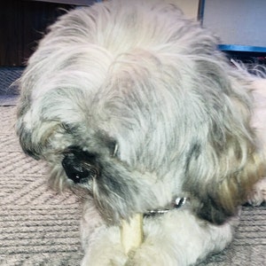May include: A small, long-haired dog with a coat of mixed white, gray, and tan fur. The dog has a black nose and is holding a light-colored, cylindrical chew treat between its front paws while looking down at the object with its head bowed.