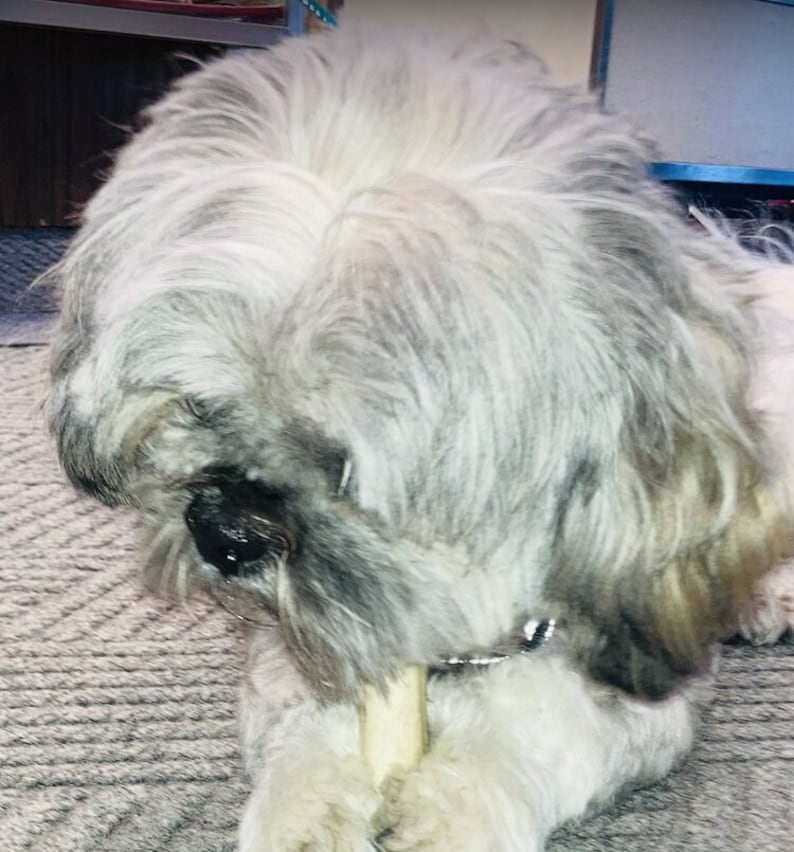 May include: A small, long-haired dog with a coat of mixed white, gray, and tan fur. The dog has a black nose and is holding a light-colored, cylindrical chew treat between its front paws while looking down at the object with its head bowed.