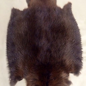 Beaver Pelt, Natural Medium Size image 3