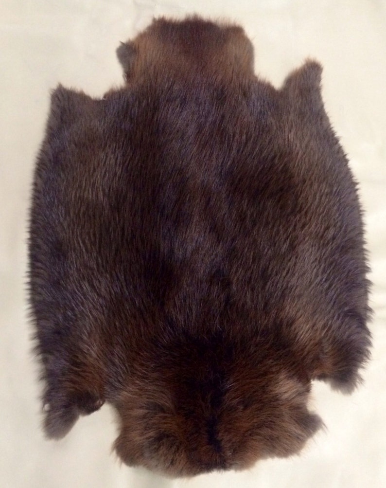 Beaver Pelt, Natural Medium Size 画像 3