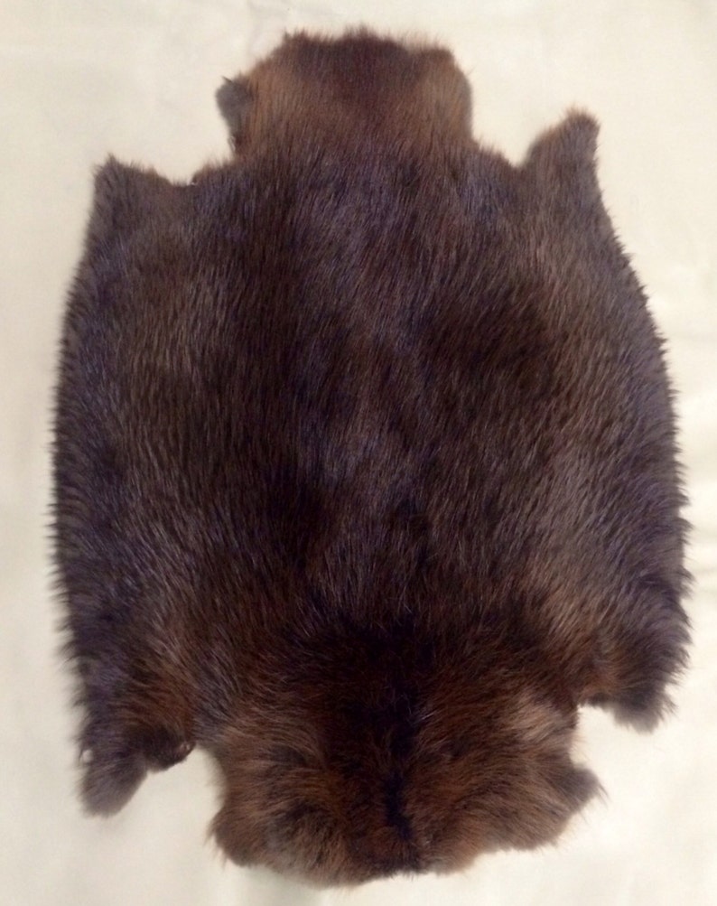 Beaver Pelt, Natural Medium Size image 3