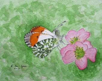 Orange Tip Butterfly Original Watercolour Painting, Floral Wall Decor