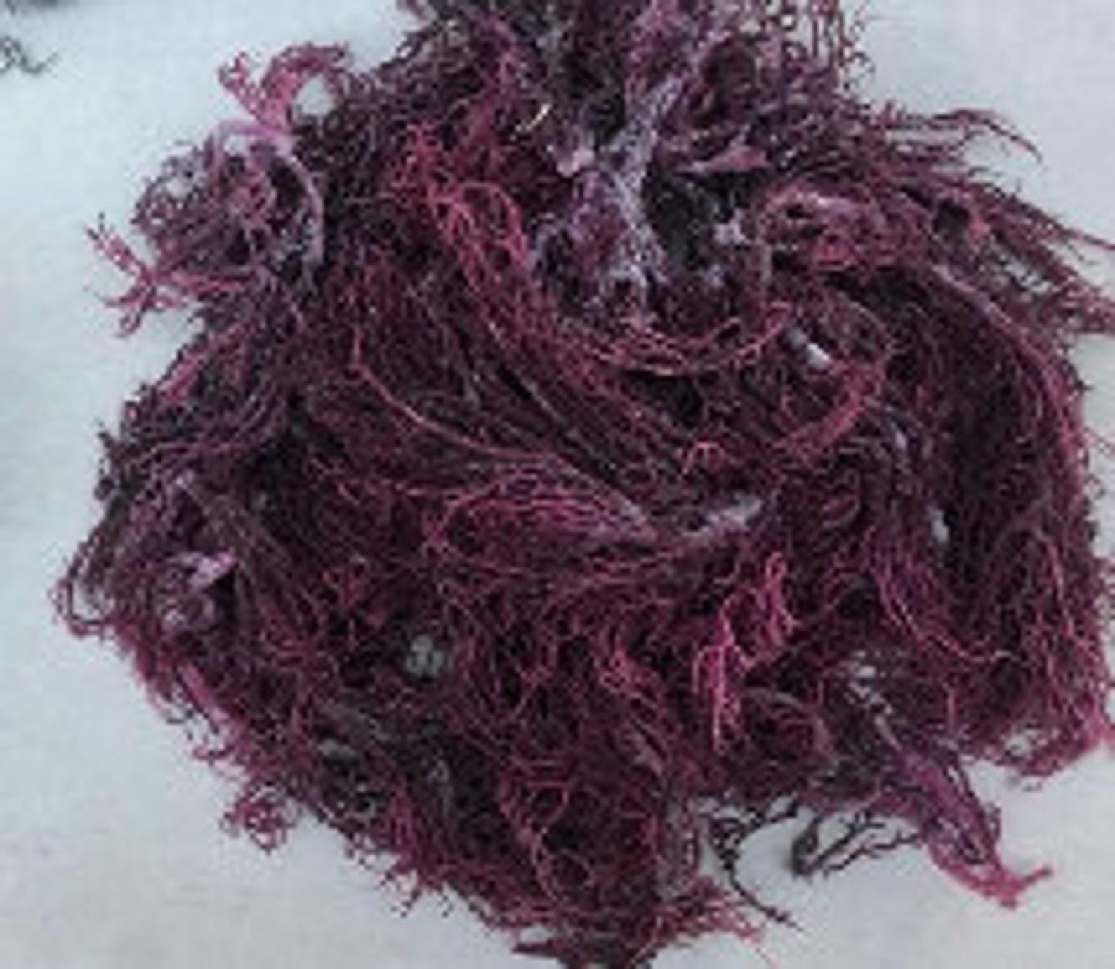 Organic Purple Irish Sea Moss from St. Lucia | Etsy