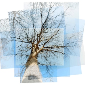 Roots & Branches No. 1 - nature photography, tree branch print, nature art, tree branches, tree photograph, winter tree, tree silhouette