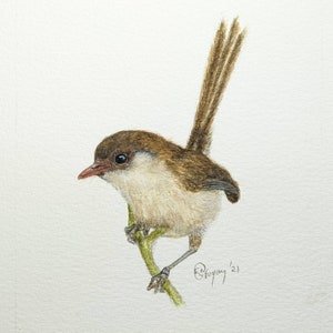 Superb Fairy Wren Brown Female. 10 Small folded Gift or Florist Card. For ALL Occasions. Artwork print of native bird to Australia.