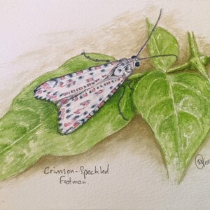 Crimson-Speckled Footman Moth. Folded 5.5"x4". One Blank Gift Card.