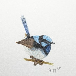 Superb Fairy Wren, Male. Australian. 5 Large 5.5"x4" invitation Cards & 5 small folded gift present or floral cards. W/colour print.