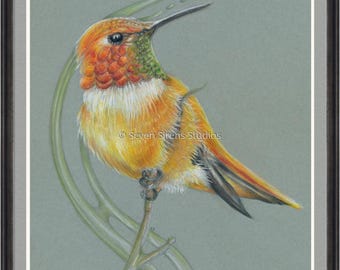 Rufous Hummingbird Canada Birds Series Unique Style coloured Pencil original Handmade Wildlife Realistic Fine Art Drawing One of a kind