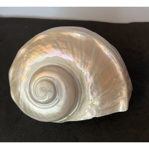 Large Turbo Marmoratus Mother of Pearl Sea Shell All Natural Rare