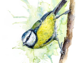 Bluetit Watercolour print. Wildlife Art