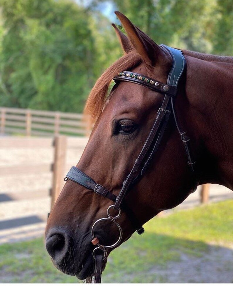 Puede incluir: Un caballo marr&oacute;n con una cabezada de cuero azul oscuro con una banda frontal de cuentas. La cabezada tiene una boquilla de plata y una muserola de cuero.