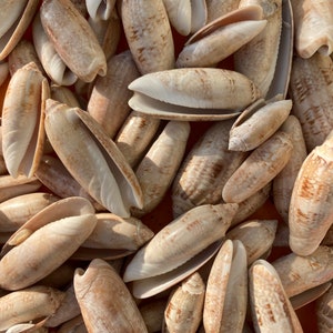 Lettered Olive Shells (100) About 1 Pound - From Myrtle Beach, South Carolina
