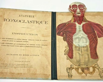 May include: A vintage anatomical chart with a pop-up illustration of the human torso. The chart is labeled with French anatomical terms, including "Chane", "Thorax", "Abdomen", and "Vessie".