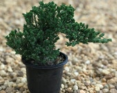 Juniper Pre Bonsai Live Plant - Juniperus Procumbens Nana - 4 quot Pot - Free Shipping