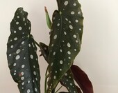 Begonia Maculata - Wightii - Polka Dot, Angel Wing - 4 quot Pot - LIMITED QUANTITY - Free Shipping