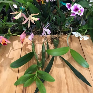 Assorted Bareroot Orchid SEEDLING - Live Plant- Dendrobium, Phalaenopsis, Cattleya, Bulbophyllum, etc