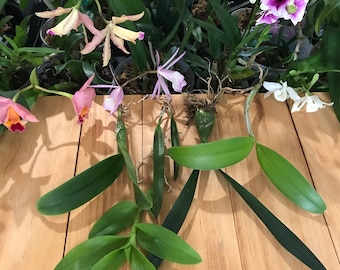 Assorted Bareroot Orchid SEEDLING - Live Plant- Dendrobium, Phalaenopsis, Cattleya, Bulbophyllum, etc