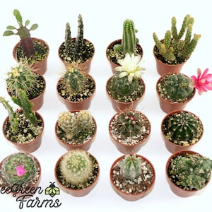 Assorted Cactus in 2" Pot - Small Live Cacti - Guest Favors, Gift, Garden, Wedding, Collection, Home, Office, Shower, Birthday
