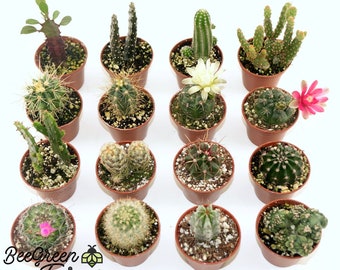 Assorted Cactus in 2" Pot - Small Live Cacti - Guest Favors, Gift, Garden, Wedding, Collection, Home, Office, Shower, Birthday