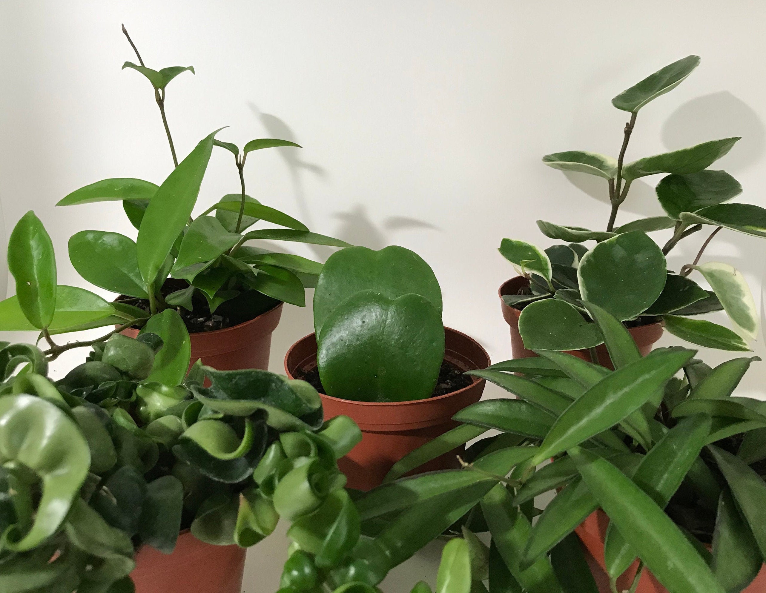 Assorted Hoya Plants in 4 Pots Live Heirloom Plant Etsy