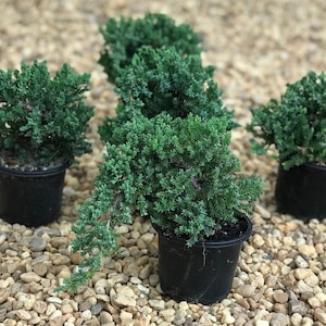 May include: Four small, potted juniper plants with vibrant green foliage. The plants are in black plastic pots, set against a backdrop of small, light-colored pebbles. The juniper plants have a cascading, natural shape.