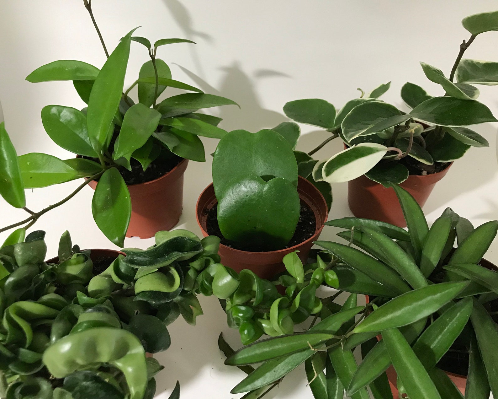 Assorted Hoya Plant in 4 Pots Live Heirloom Plant Etsy