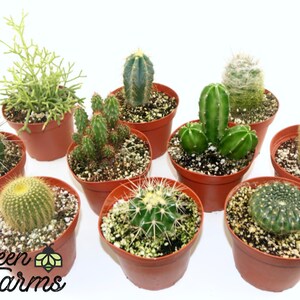 May include: A collection of ten small potted cacti in brown pots. The cacti are various shapes and sizes, with some having spines and others having fuzzy white hairs. The cacti are arranged in a semi-circle on a white background.