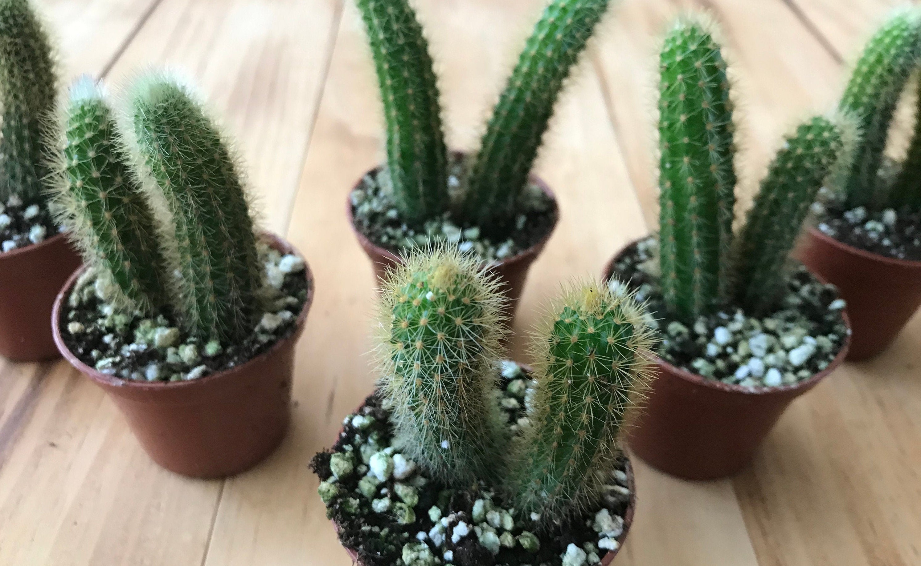 Golden Yellow Monkey Rat Tail Cactus Cleistocactus Winteri ...