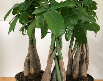 May include: Three braided trunk money tree plants in green pots with brown soil. The plants have green leaves and are growing in a braided pattern.