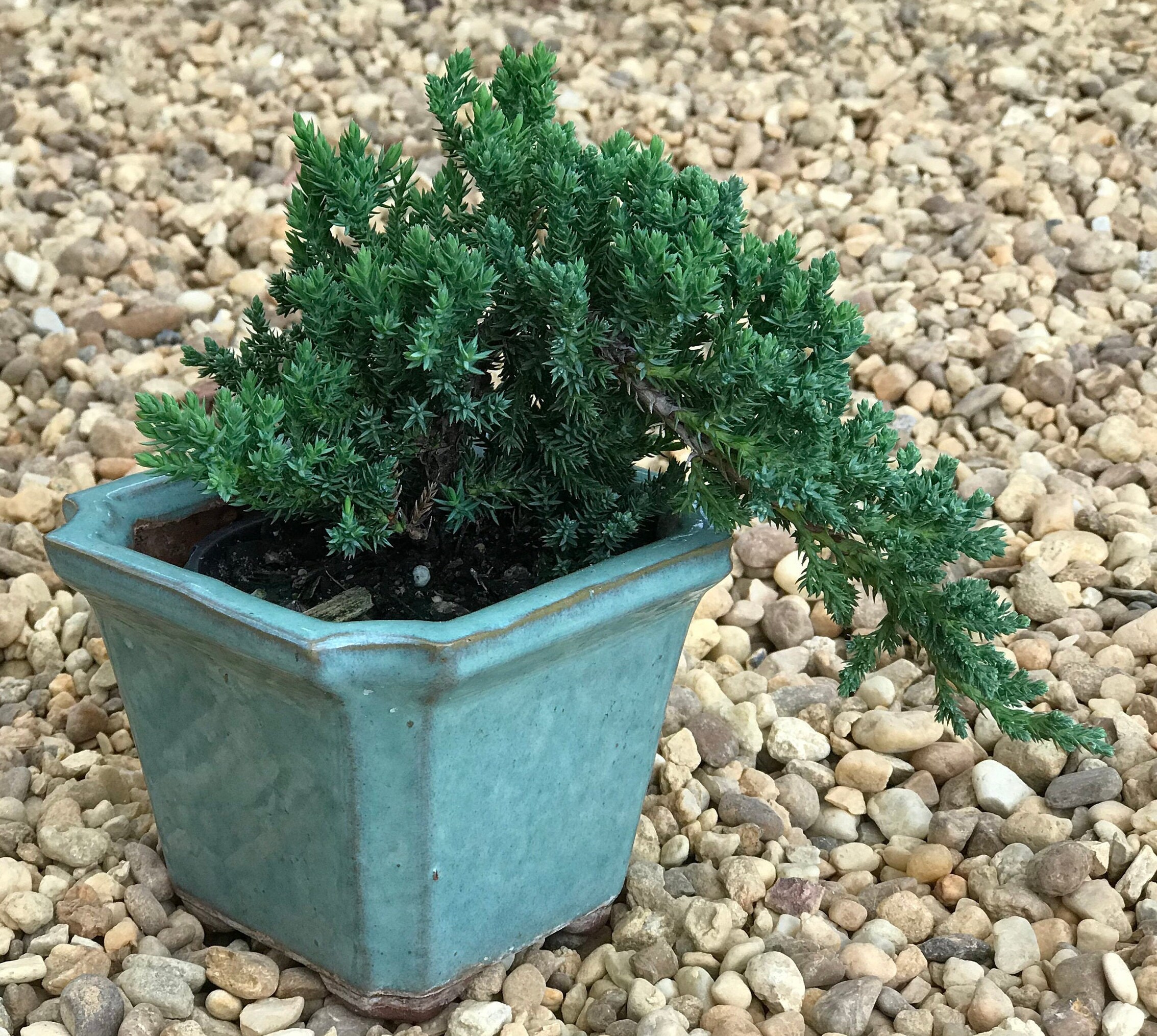 Juniper Pre Bonsai Live Plant Juniperus Procumbens Nana Etsy