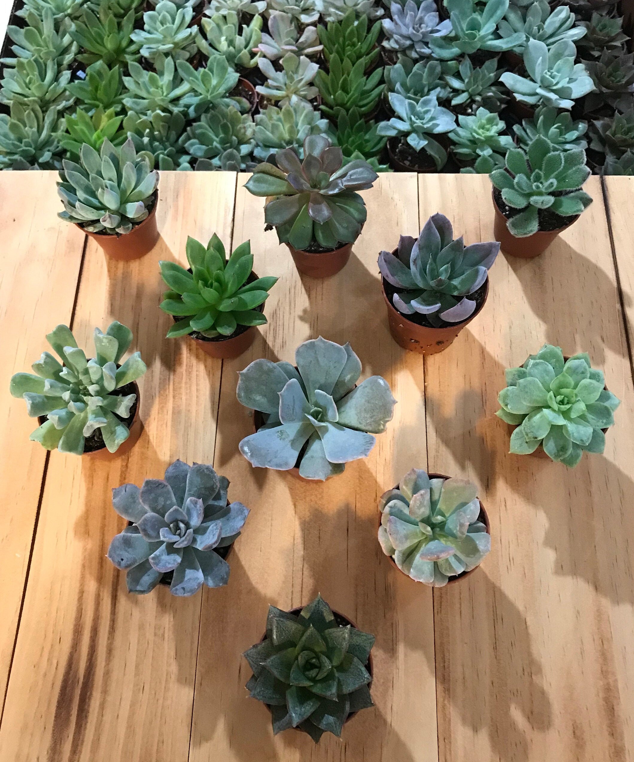 Assorted Echeveria Succulents in 2 Pots Live Plant Etsy