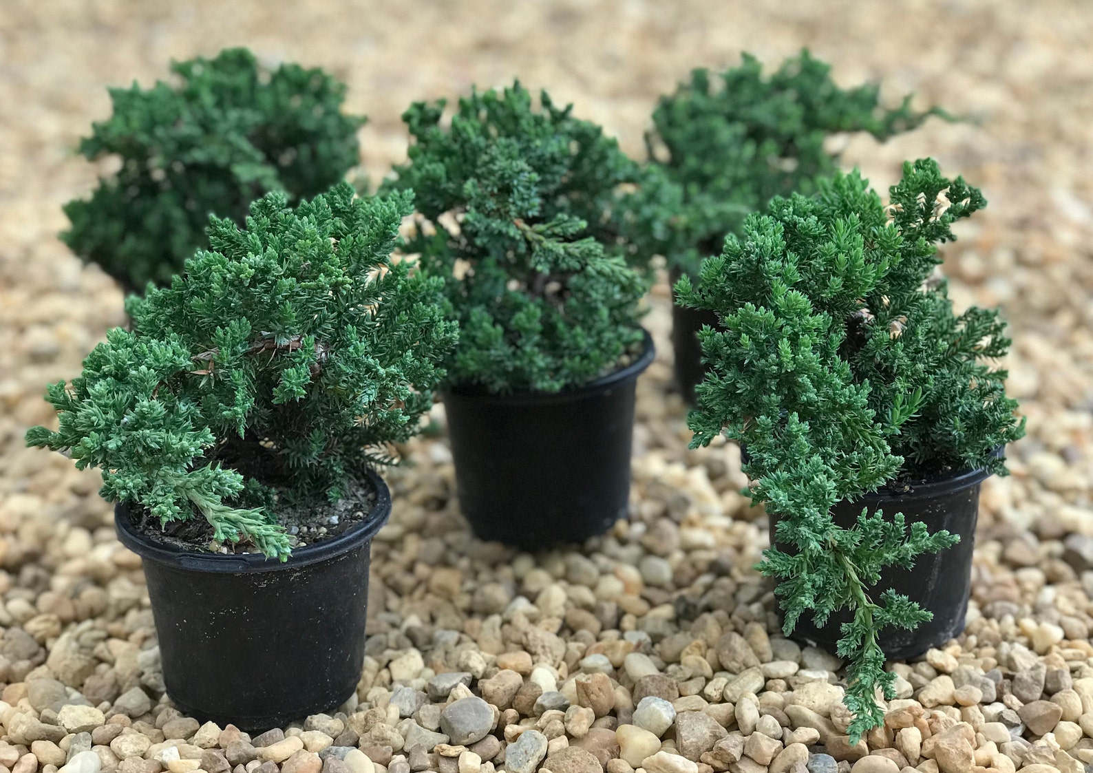 Juniper Pre Bonsai Live Plant Juniperus Procumbens Nana Etsy