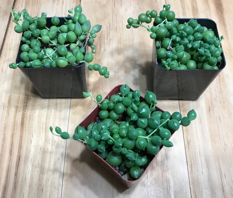 String of Pearls Live Succulent Plant Senecio Rowleyanus
