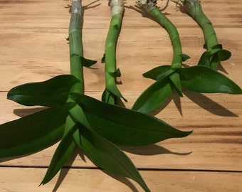 4 Bareroot Orchid SEEDLINGS Bundle - Live Plant- Dendrobium, Phalaenopsis, Cattleya, Bulbophyllum, etc